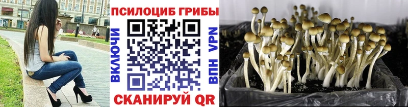 Псилоцибиновые грибы прущие грибы  купить наркотики сайты  Сунжа 